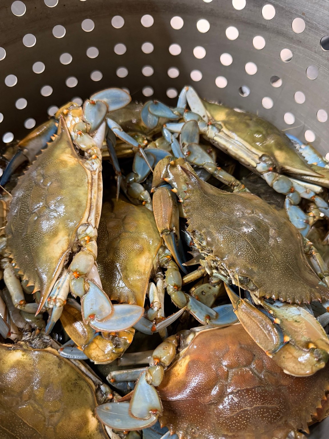 Fresh blue crabs gathered before preparation