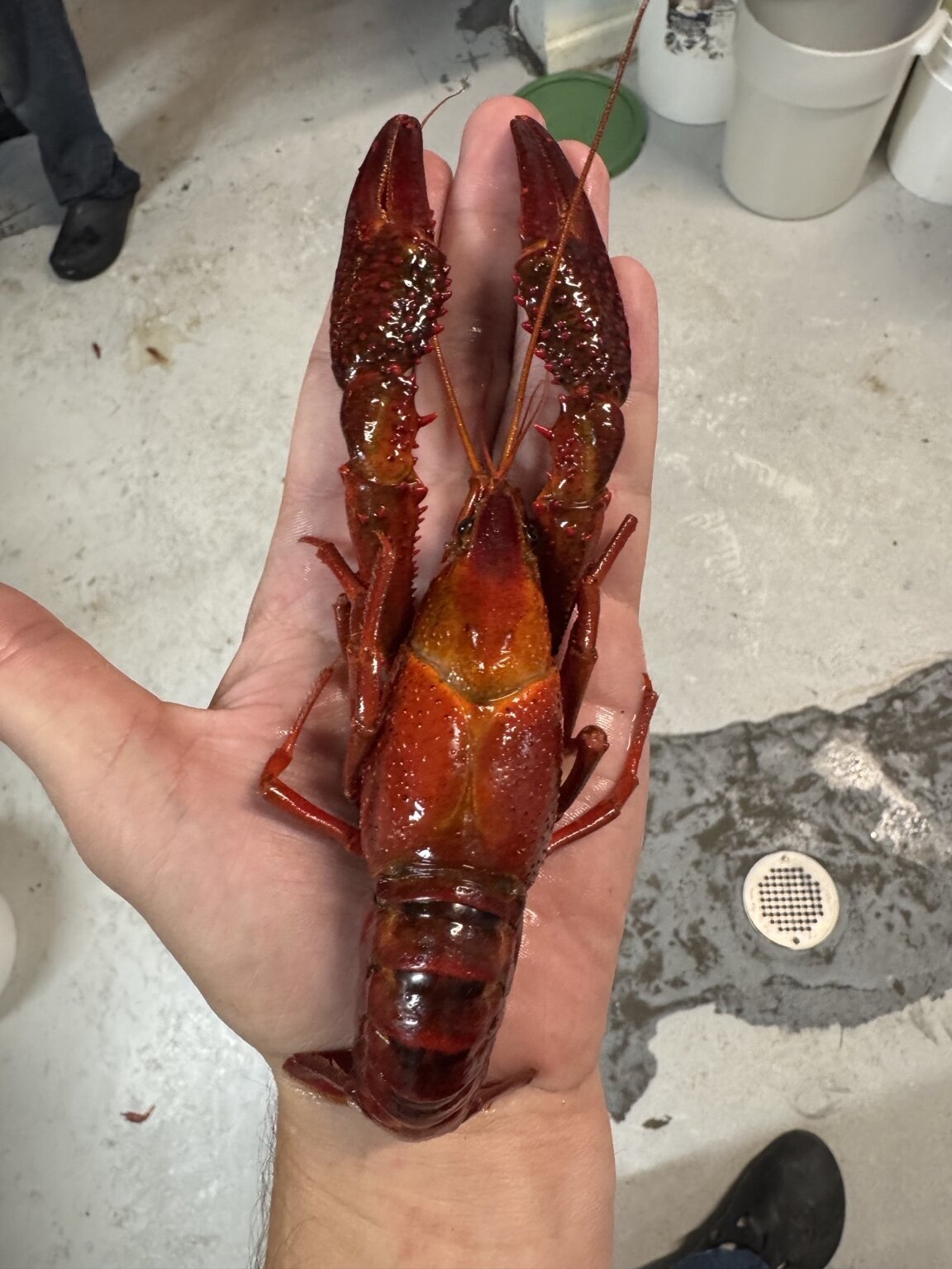 A large red crawfish resting in a hand